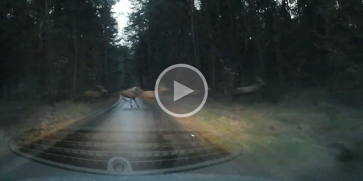 [Vidéo] Juste le temps de freiner et une harde de cervidés traverse devant son véhicule