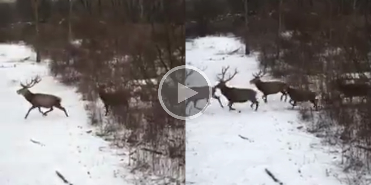[Vidéo] Une magnifique harde de cervidés au pas de course dans la neige