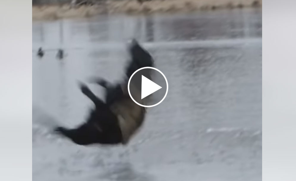 [Vidéo] Le chien de chasse le plus deter’ du monde