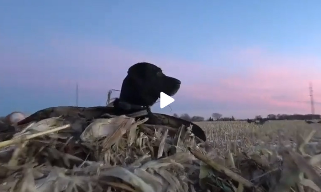[Vidéo] Un labrador au top à la chasse au gibier d’eau