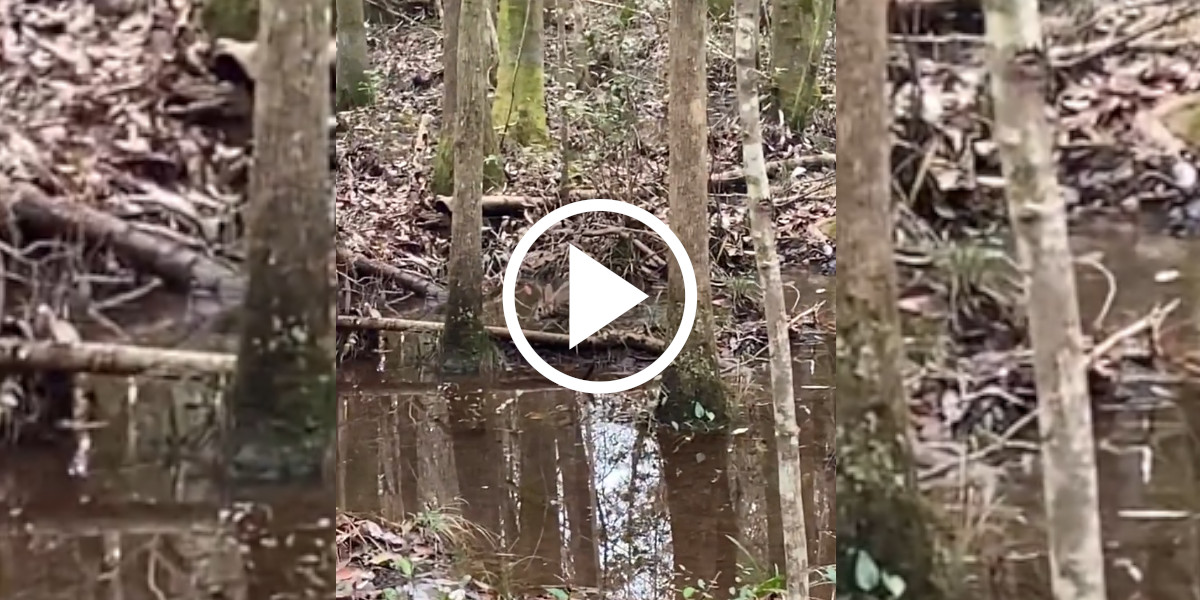 [Vidéo] Un lapin bien malin cherche à semer les chiens de chasse en passant dans l’eau