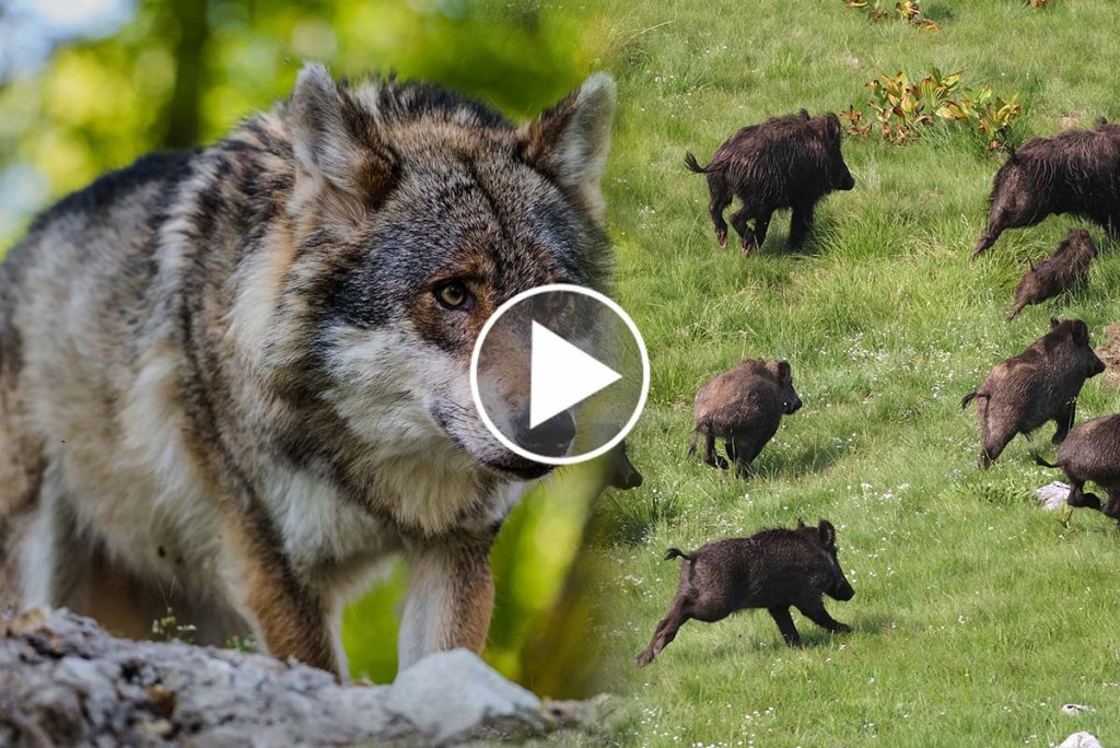 [Vidéo] Une compagnie de sangliers s'unie pour lutter contre une meute