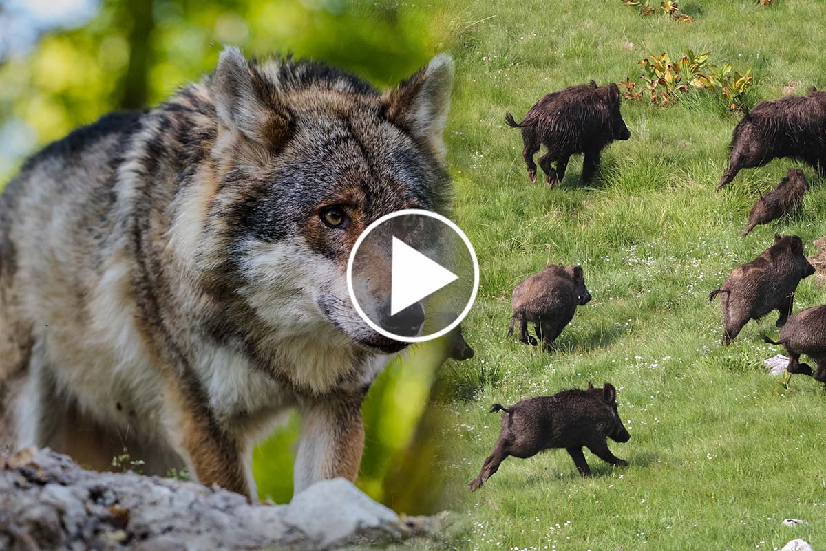 [Vidéo] Une compagnie de sangliers s’unie pour lutter contre une meute de loups