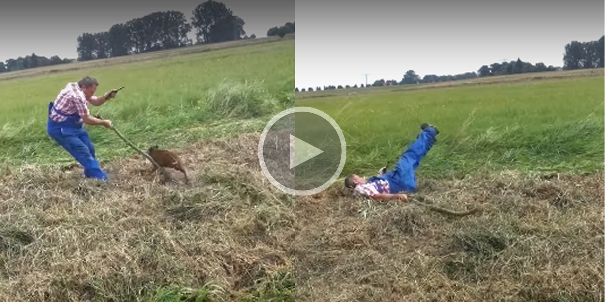 [Vidéo] Un marcassin surprend un homme et l’envoie valser dans l’herbe