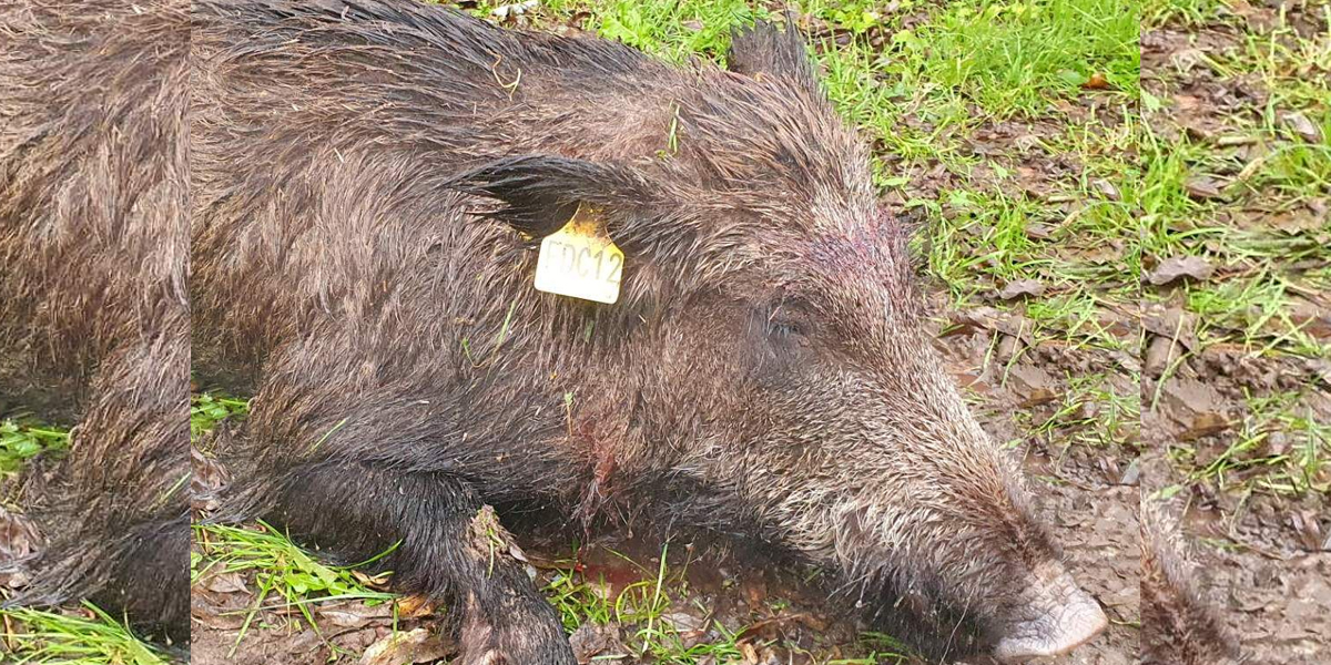 Nestor, le sanglier suivi par la Fédération des Chasseurs de l’Aveyron est mort