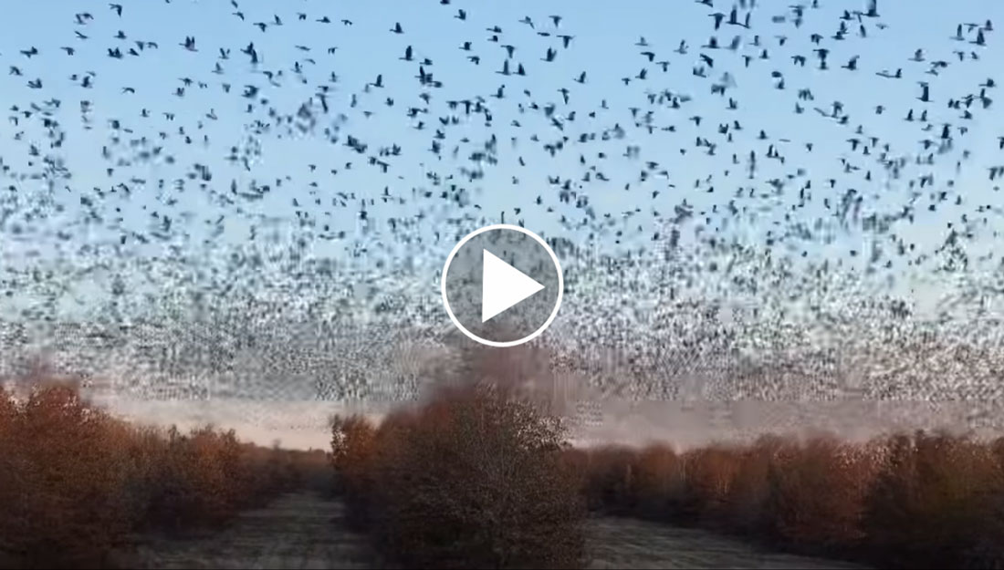 [Vidéo] Des centaines de milliers d’oies blanches en vol