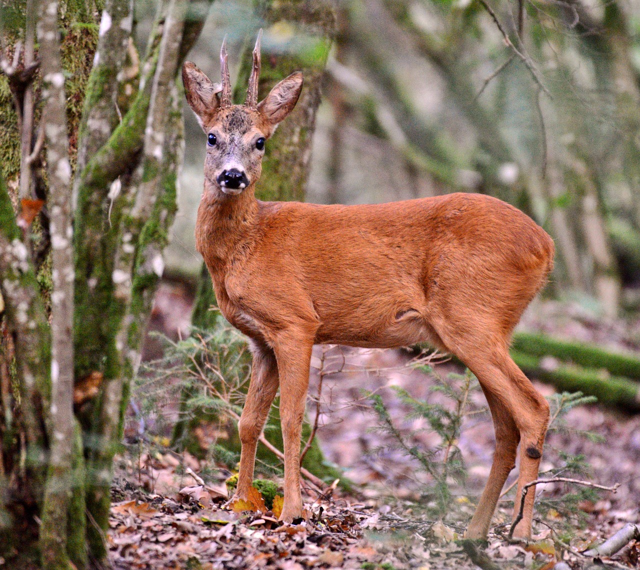 [Récit de chasse] Parce que ne pas tirer est aussi un acte de chasse, une belle rencontre avant Noël