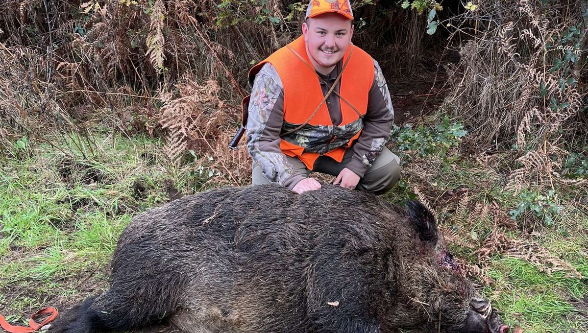 Le plus gros sanglier jamais tué dans les Landes prélevé ce week-end