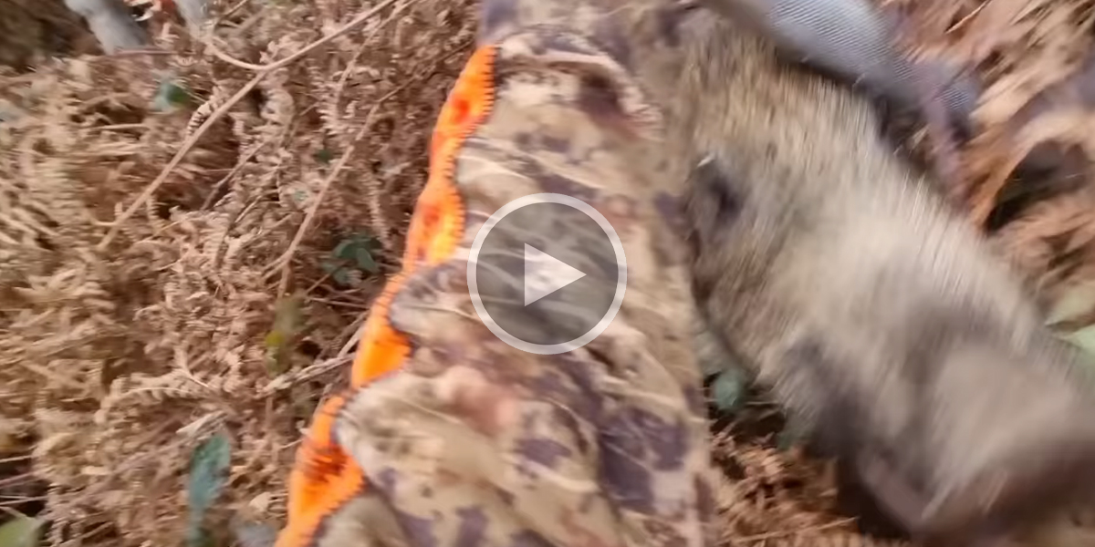 [Vidéo] Un traqueur se fait charger par un sanglier à travers les ronces
