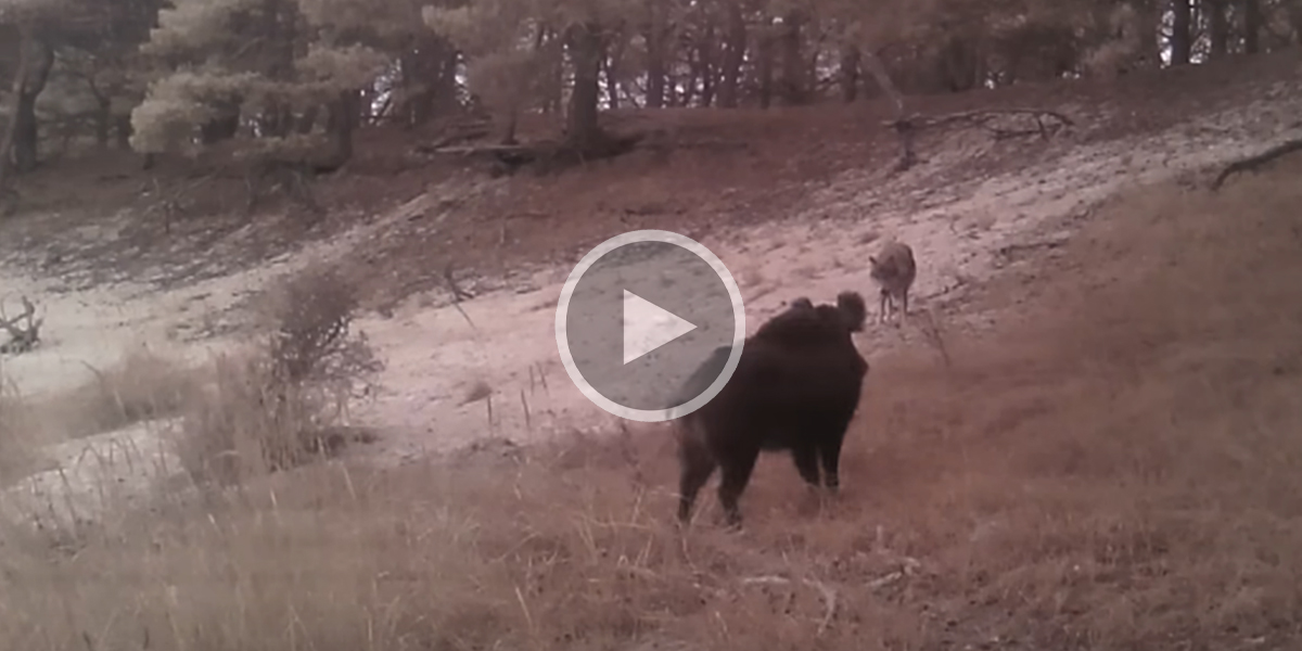 [Vidéo] Le face à face entre un gros sanglier et une meute de loups