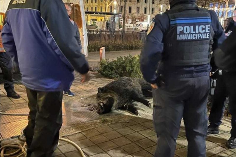 Un sanglier de 90kg abattu d’une trentaine de balles par la police à La Roche-sur-Yon