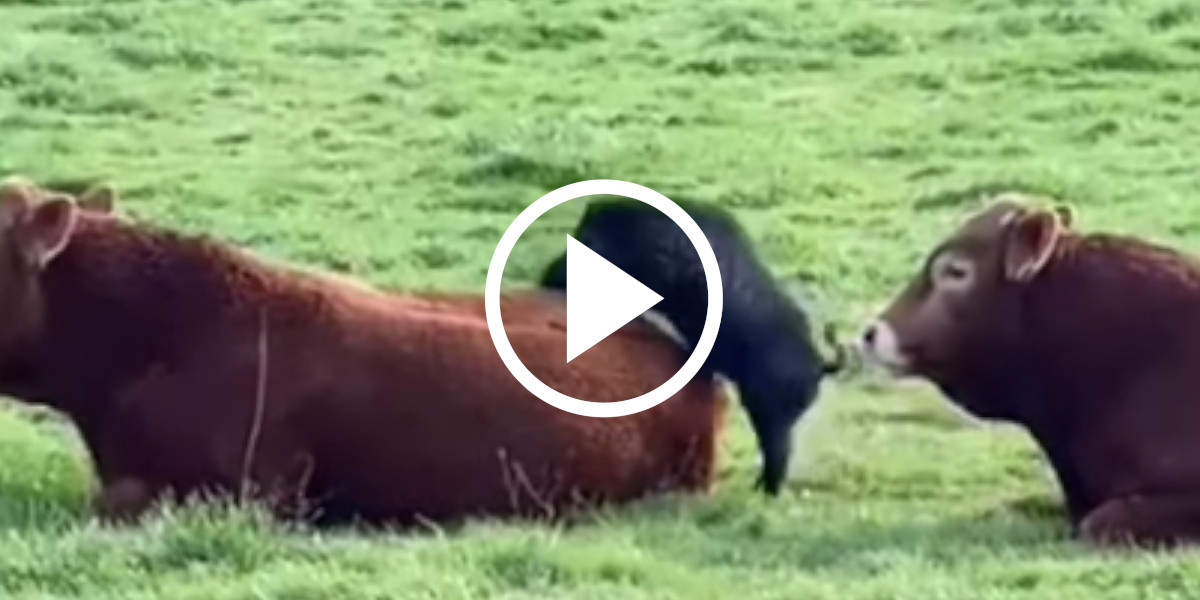 [Vidéo] Un sanglier ambitieux tente de s’accoupler avec des bovins