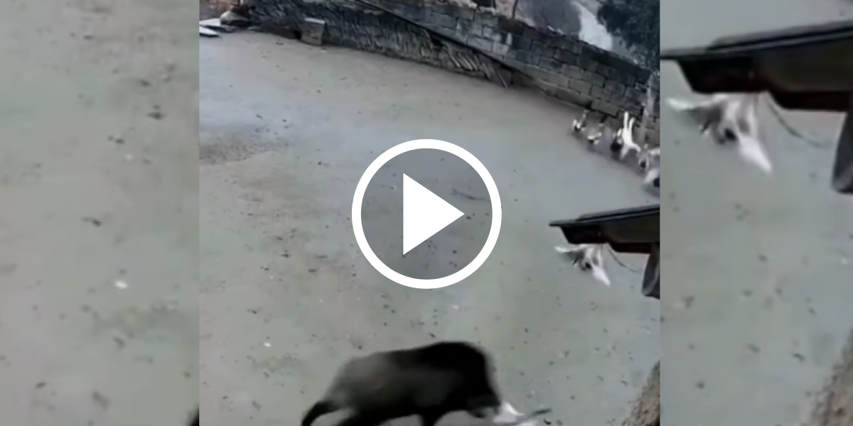 [Vidéo] Un sanglier attaque des volailles dans une basse cour