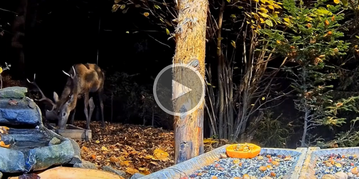 [Vidéo] Un cerf vient profiter d’un petit coin de paradis filmé en forêt
