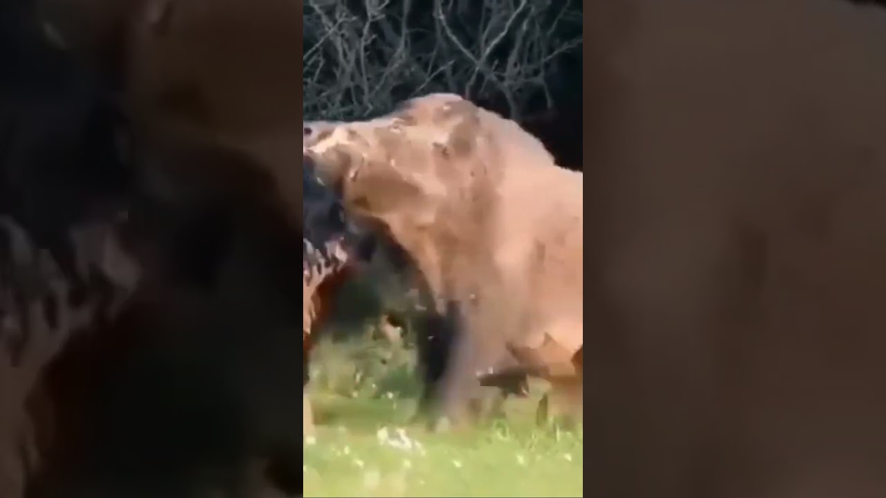 [Vidéo] Un Keiler remet brutalement en place un autre sanglier qui ose le défier