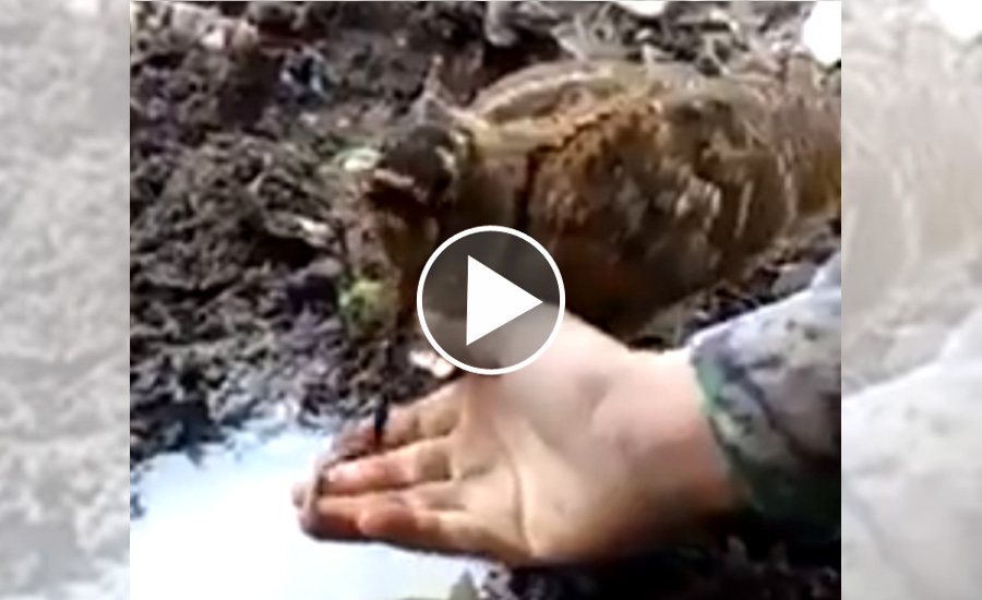 [Vidéo] Une bécasse nourrie à la main