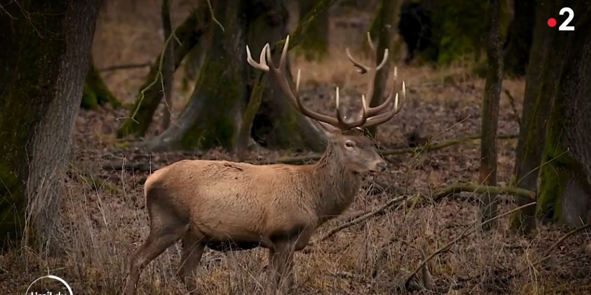 Face aux braconniers qui tuent les cerfs en Moselle, l’OFB abandonne et les chasseurs s’organisent