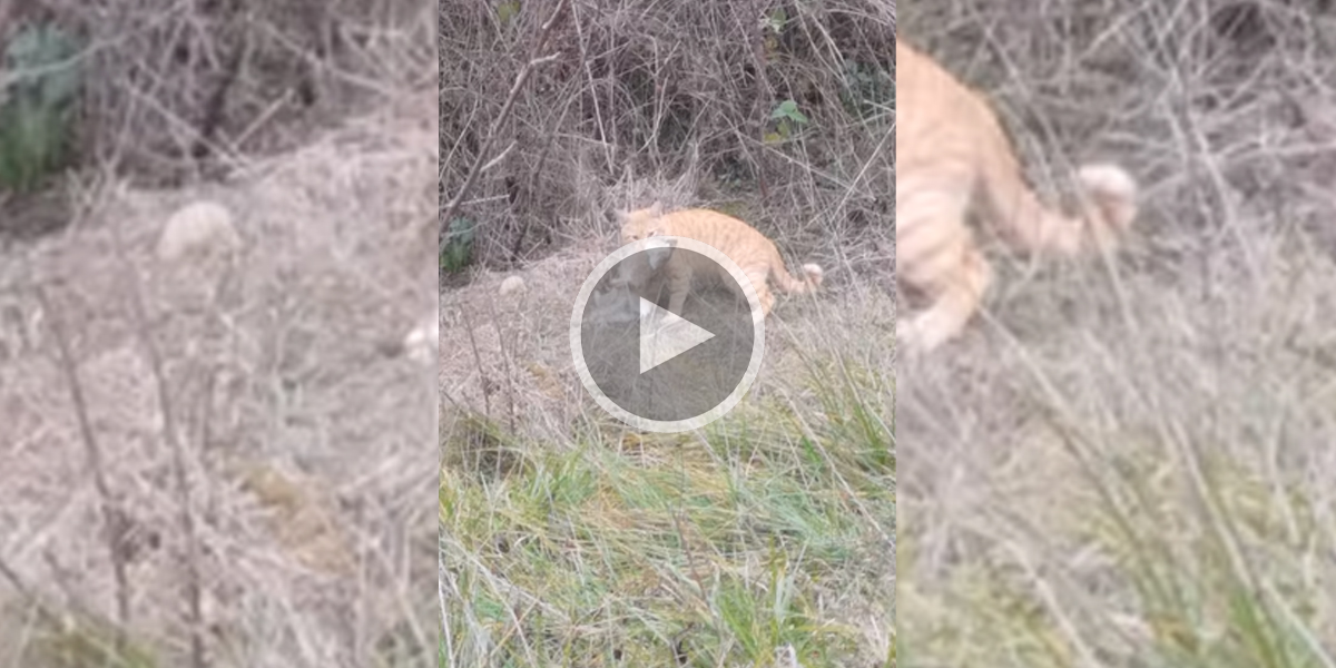 [Vidéo] Un chat domestique filmé en train de tuer un lapin par un garde chasse