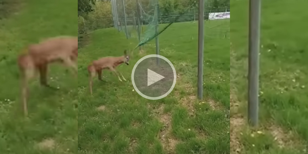 [Vidéo] Un chevreuil se débat violemment, coincé dans les filets d’un terrain de sport