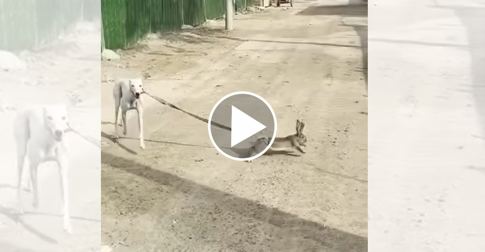 [Vidéo] Un lapin promène en laisse un chien
