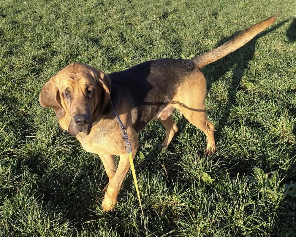 Un septuagénaire en fugue retrouvé grâce à un chien de sang