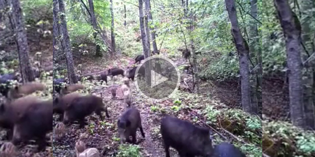 [Vidéo] Une compagnie de sanglier massive capturée par un piège photographique