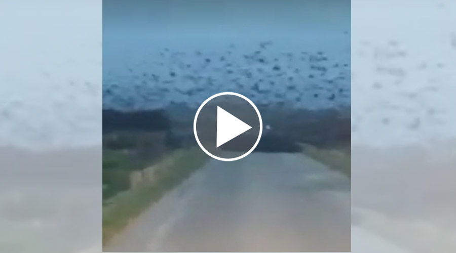[Vidéo] Un immense vol d’étourneaux filmé sur une route en Bretagne