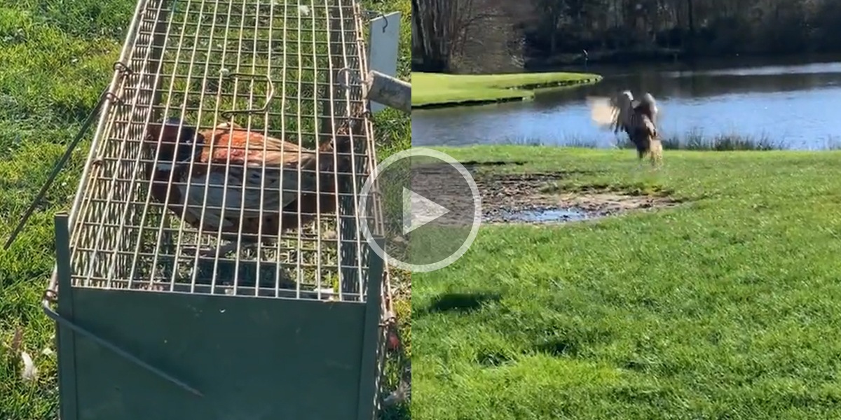 [Vidéo] Il libère un faisan piégé dans une cage mais tout ne se passe pas comme prévu