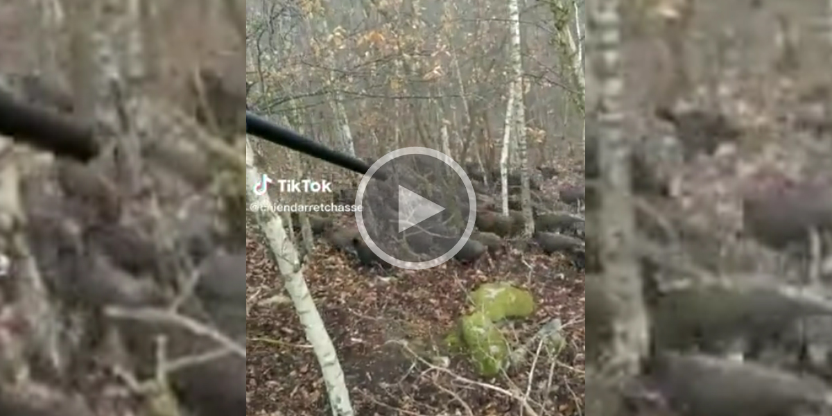 [Vidéo] Un tir impossible à manquer et la carabine enrayée devant une compagnie de sangliers monstrueuse