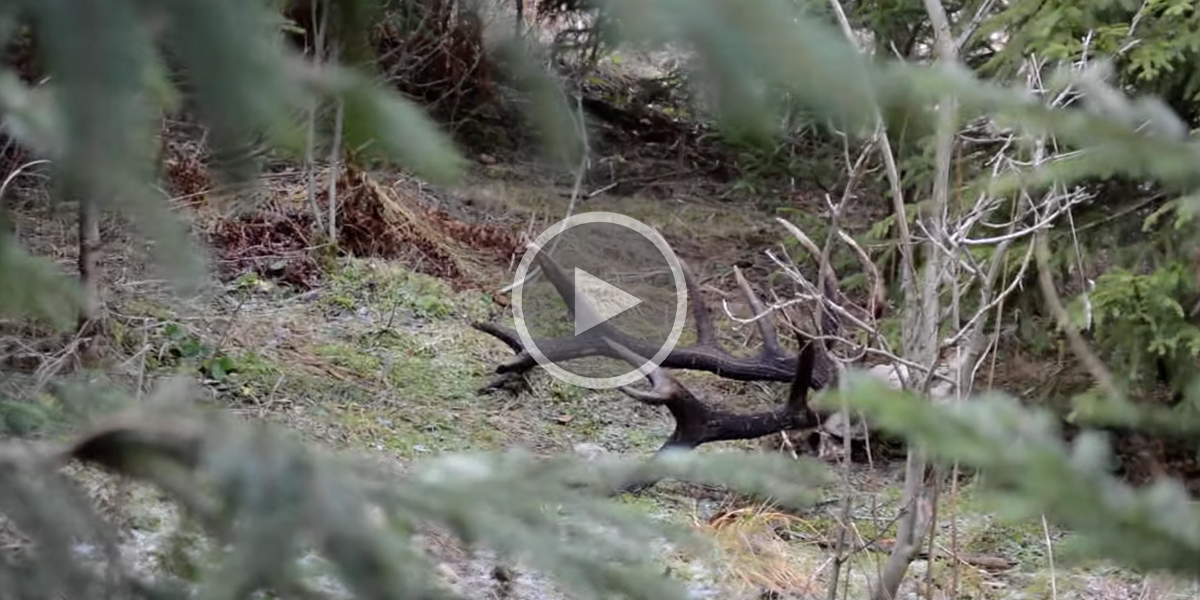 [Vidéo] En suivant des os dans la forêt, un homme fait une triste mais superbe découverte