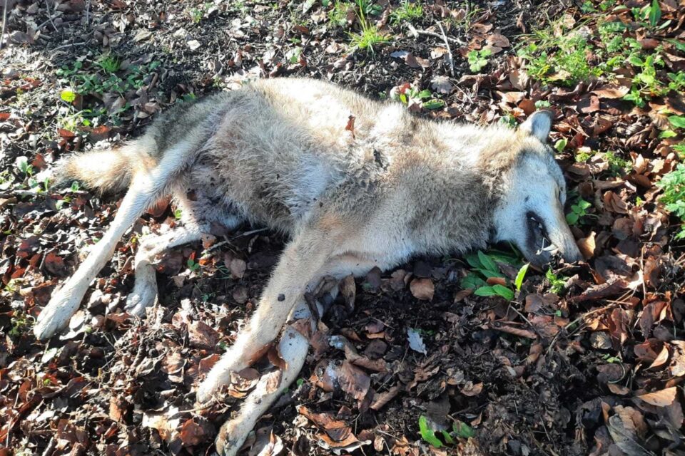 Fontainebleau : l’animal tué était bien un loup, et d’origine rare