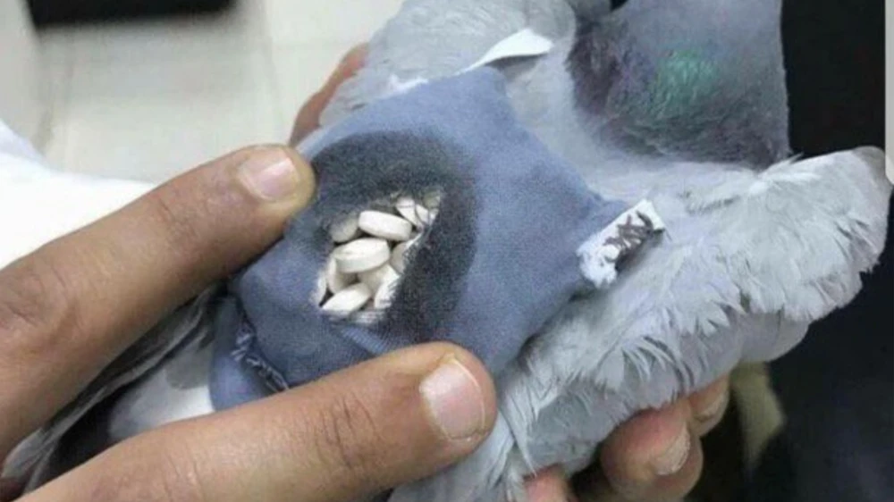 Un pigeon voyageur intercepté avec de la drogue sur le dos