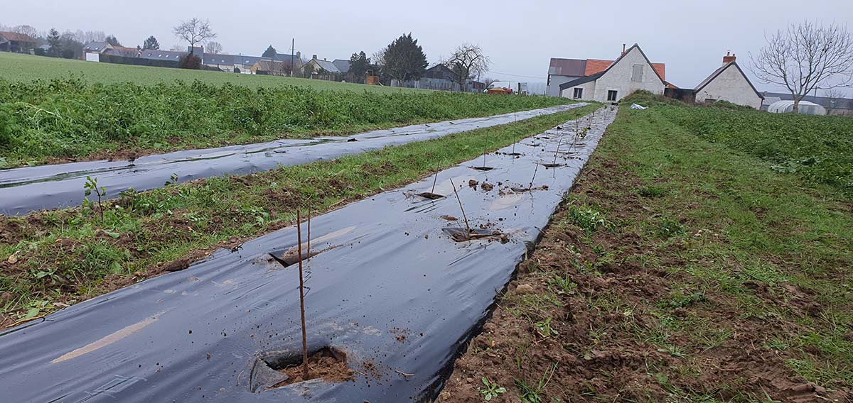 Les chasseurs plantent 20 000m de haies par an en Indre-et-Loire