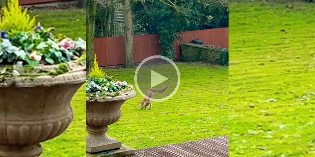 [Vidéo] Un renard n’ayant plus que ses pattes de devant observé dans un jardin