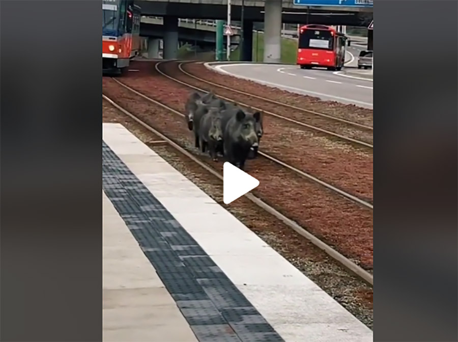 [Vidéo] Une compagnie de sangliers emprunte une voie ferrée