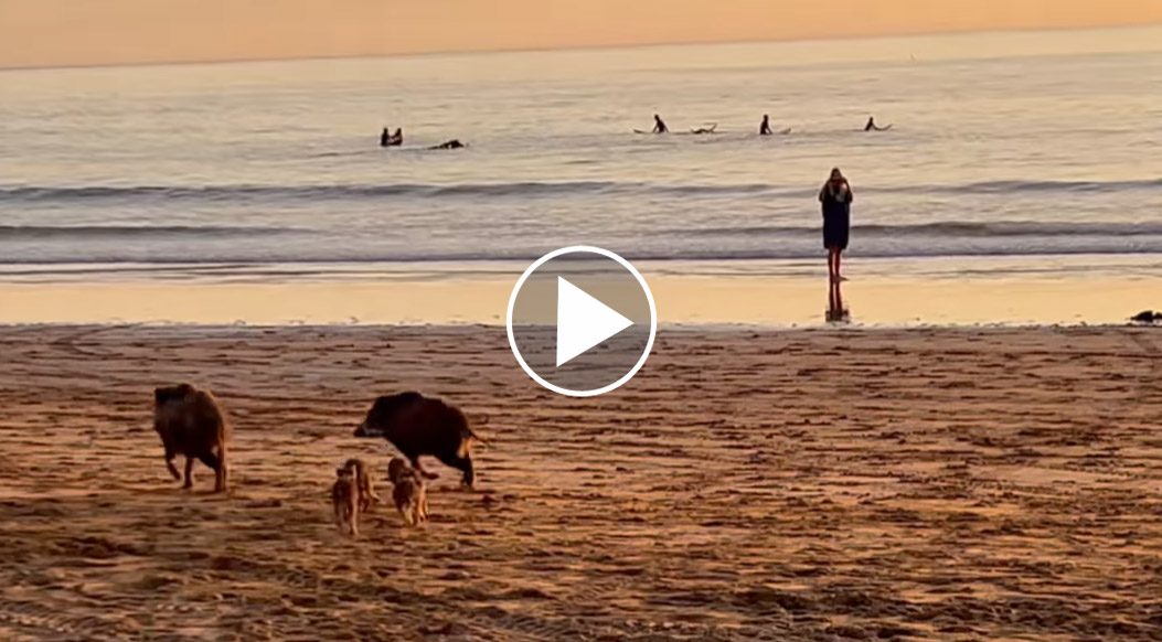 [Vidéo] Une compagnie de sangliers se la coule douce sur la plage