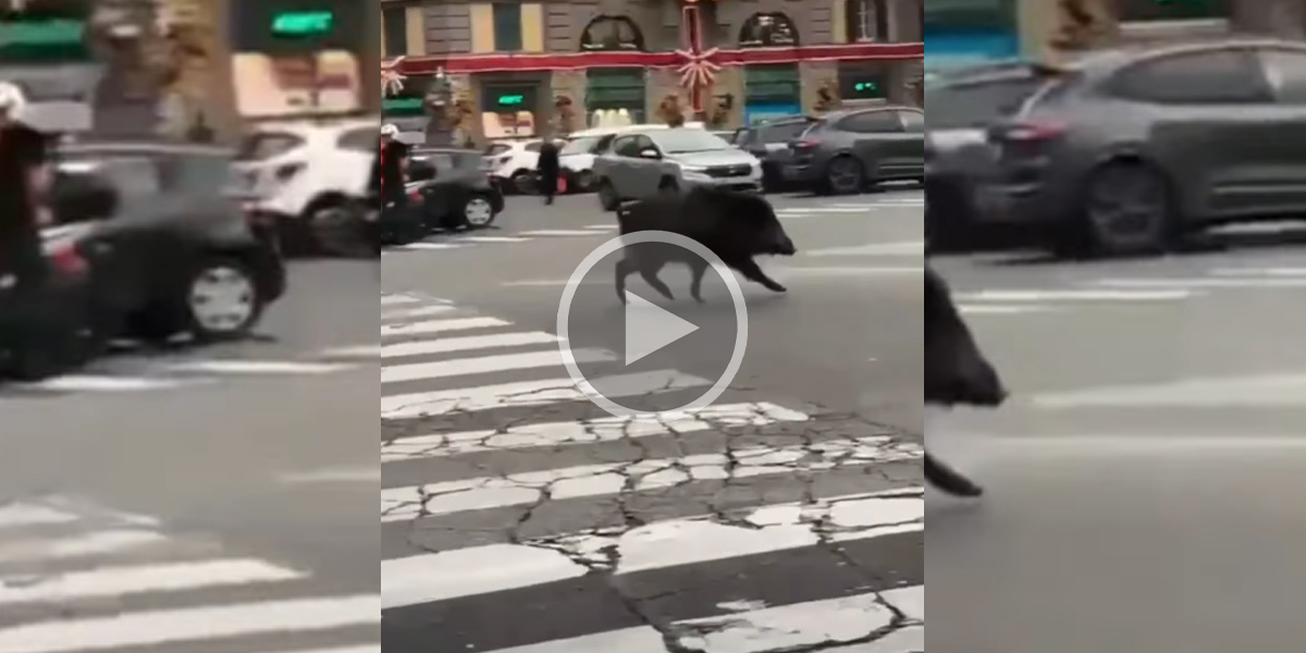 [Vidéo] Un gros sanglier en vadrouille sur une place réputée de la capitale Italienne
