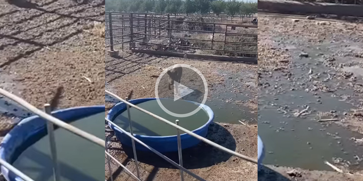 [Vidéo] Un sanglier fonce dans un bac à eau comme dans une piscine