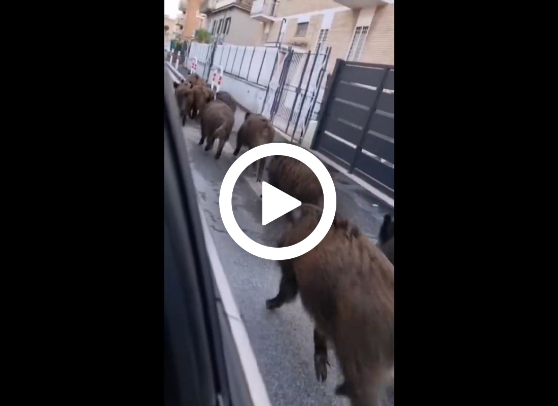 [Vidéo] Une compagnie de gros sangliers se promène dans Rome