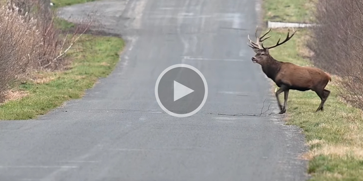 [Vidéo] Une superbe harde de cerfs traverse tranquillement une route forestière