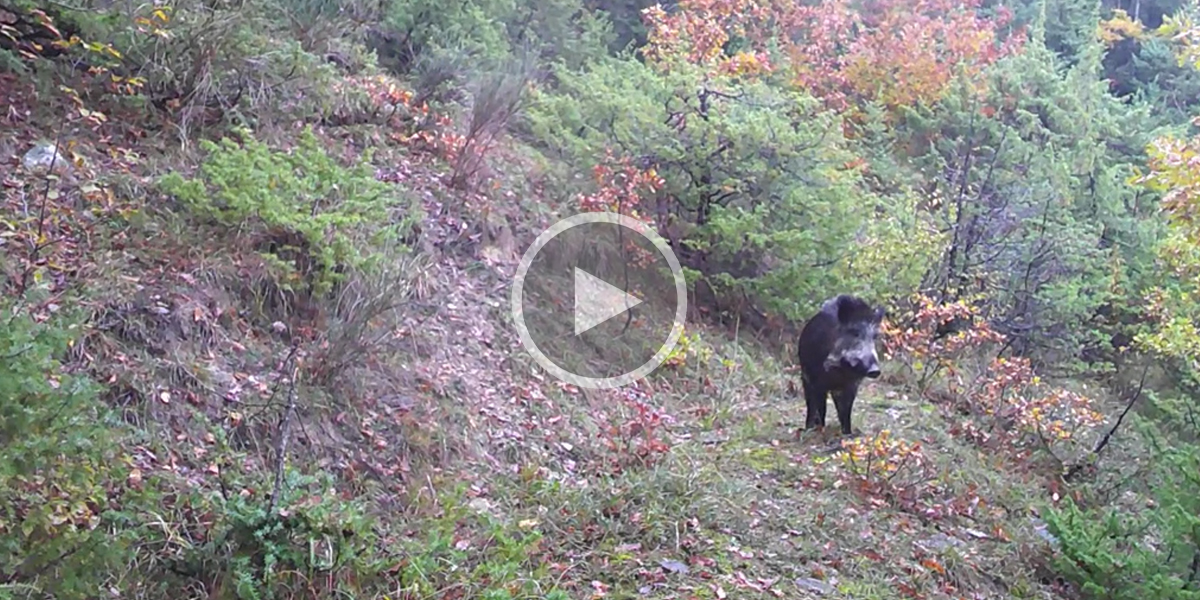 [Vidéo] Une compagnie de sangliers poursuit un loup à travers la forêt