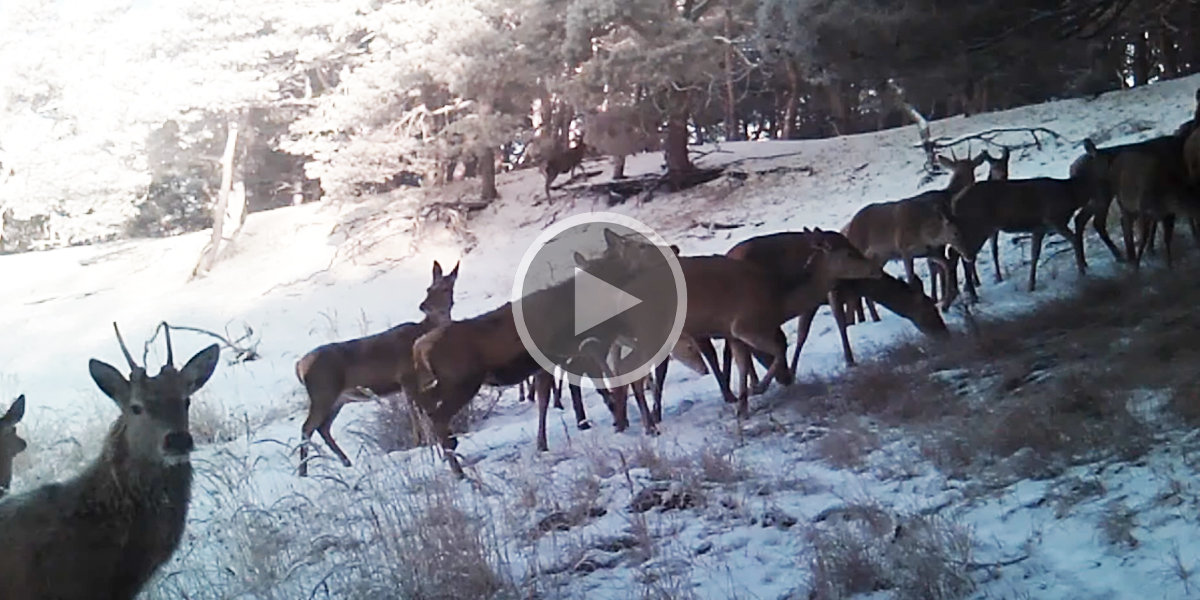 [Vidéo] Une superbe harde de cervidés qui passe dans la neige filmée par un piège photo