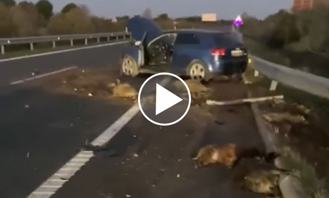 [Vidéo] Une Audi percute et tue 10 sangliers sur l’autoroute