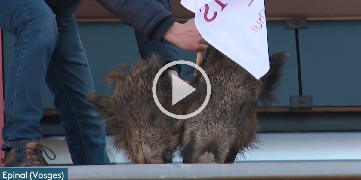 [Vidéo] Les agriculteurs Vosgiens accrochent des têtes de sangliers devant la préfecture durant une manifestation