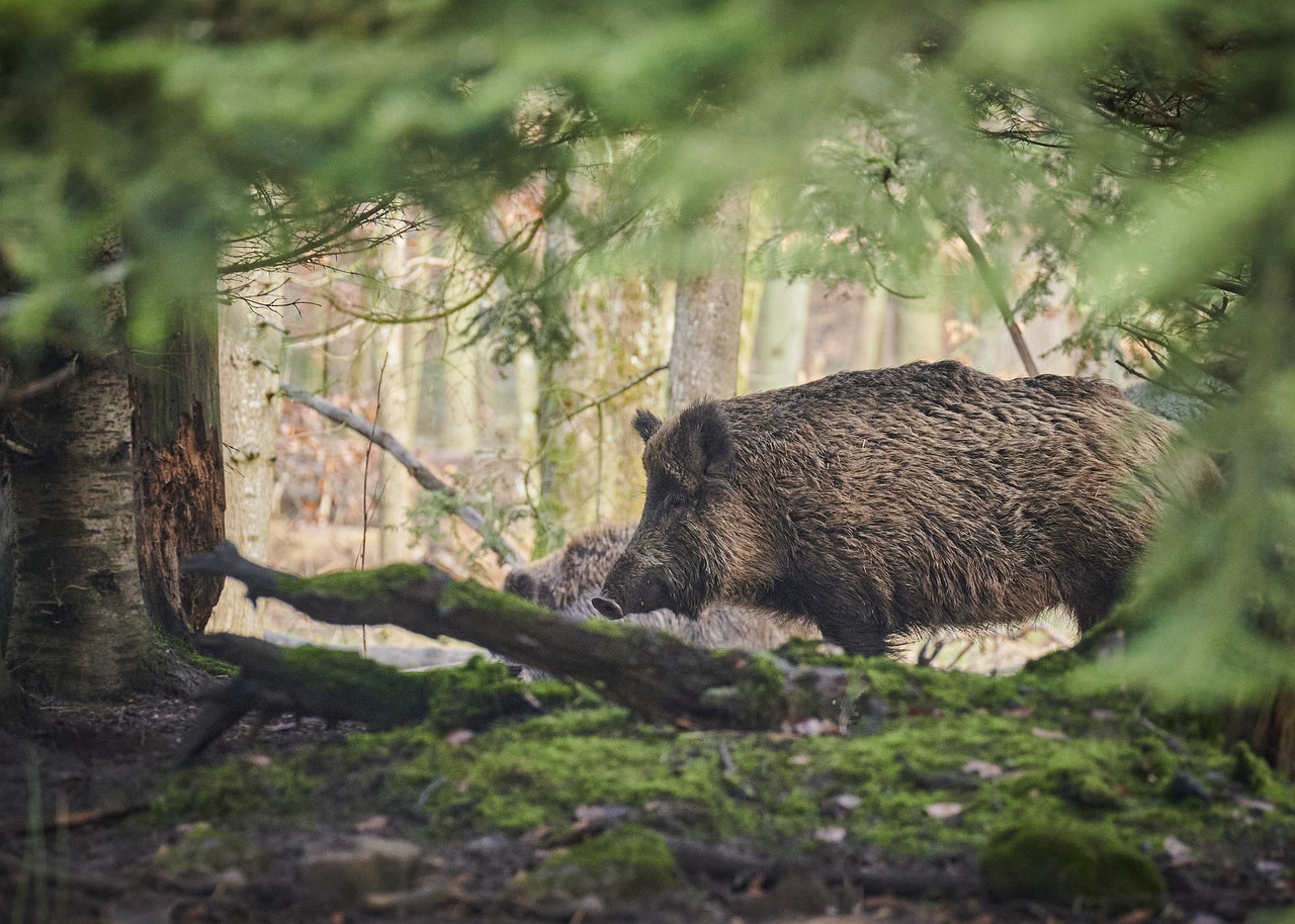 Des chasseurs insultés par certains habitants alors que d’autres les appellent pour déloger les sangliers du village