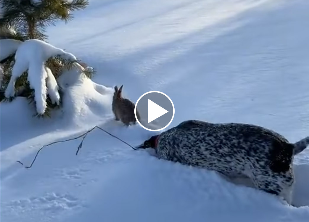 [Vidéo] Un lapin sous la neige déjoue le flair d’un braque