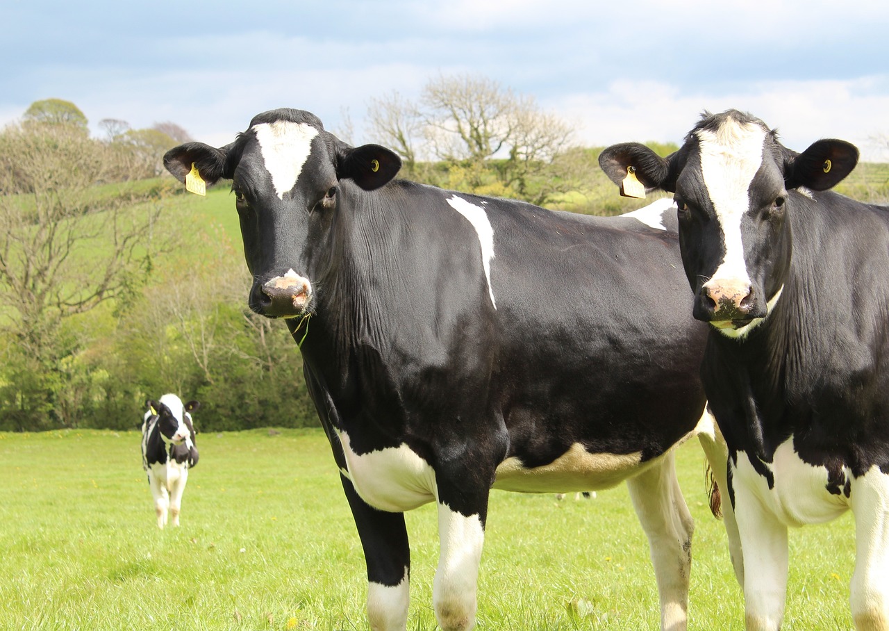 Un agriculteur reçoit une lettre d’intimidation de voisins qui ne veulent pas de vaches près de chez eux