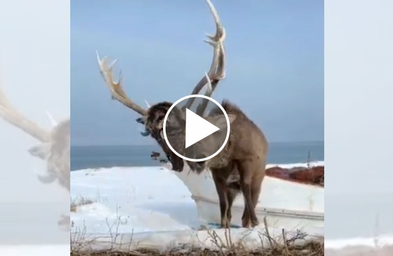 [Vidéo] Un cerf à 2 têtes