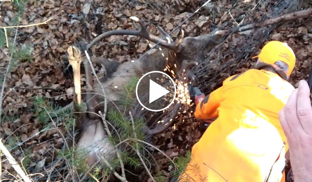 [Vidéo] Un cerf sauvé d’une mort certaine par des chasseurs