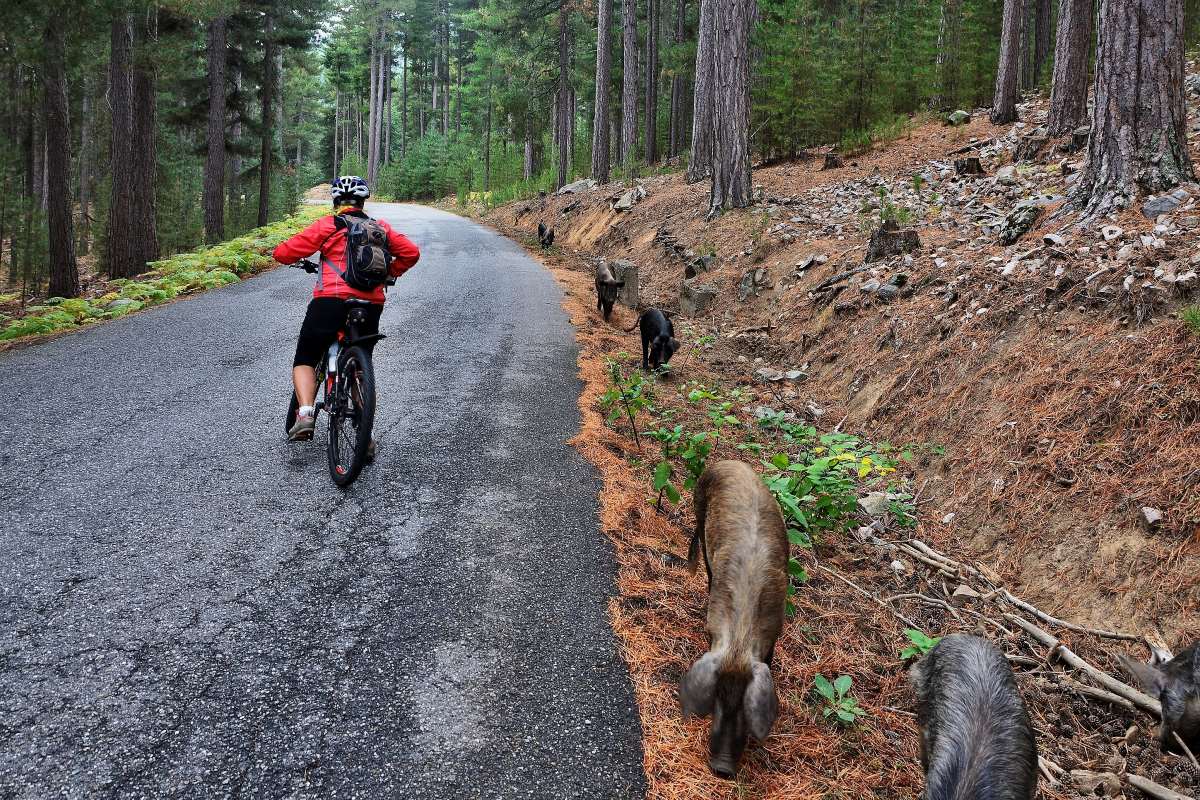 Un cycliste se casse la clavicule à cause d’une compagnie de sangliers